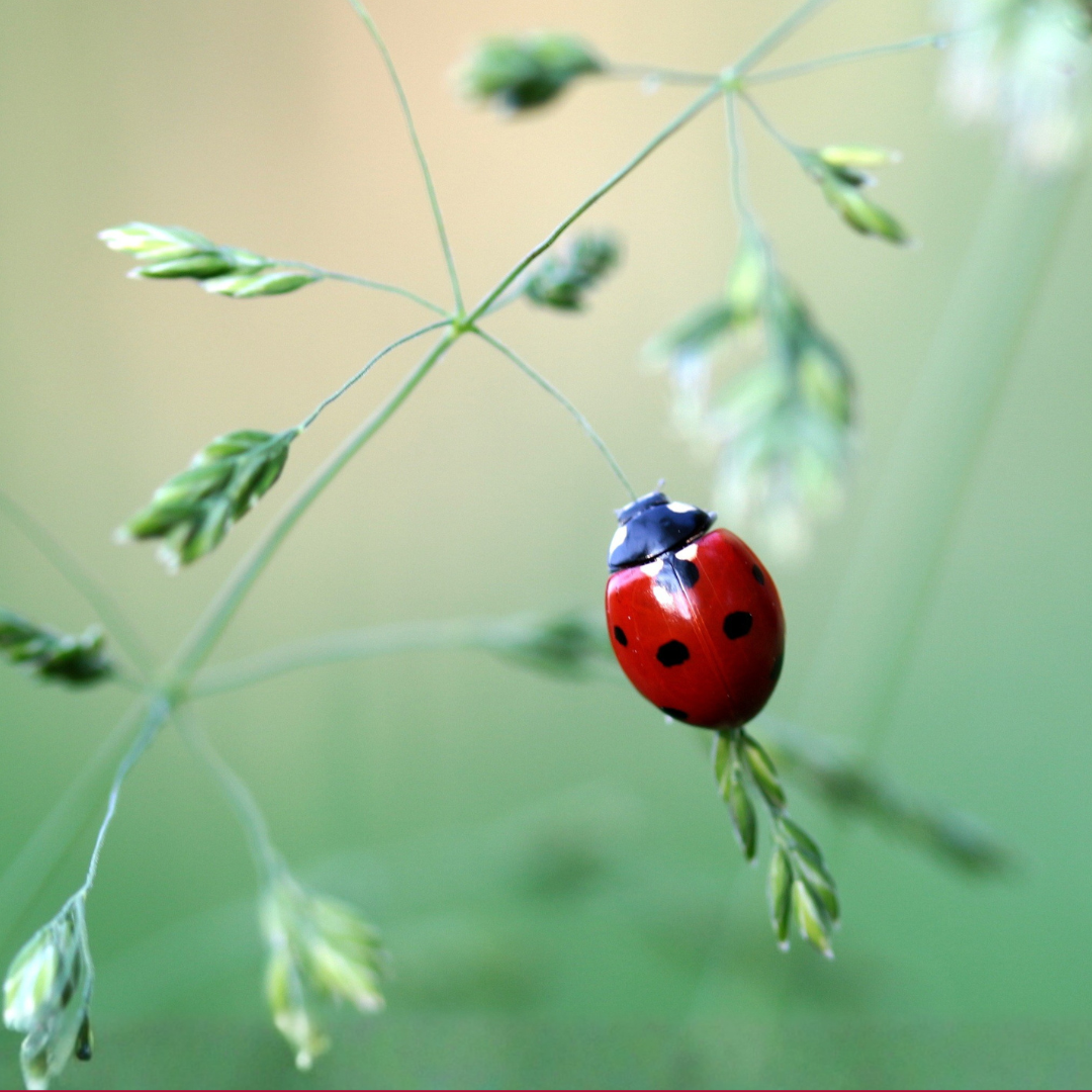coccinella nel verde